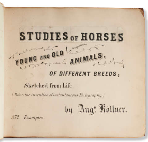 Studies of Horses Comprising Young and Old Animals - photo 1