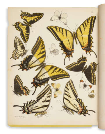 Lepidoptera, Rhopaloceres and Heteroceres - Foto 1