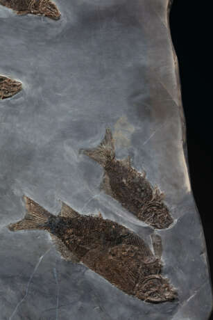 AN IMPRESSIVE PLAQUE OF MORE THAN FIFTY FOSSIL FISH SPECIMENS - фото 3