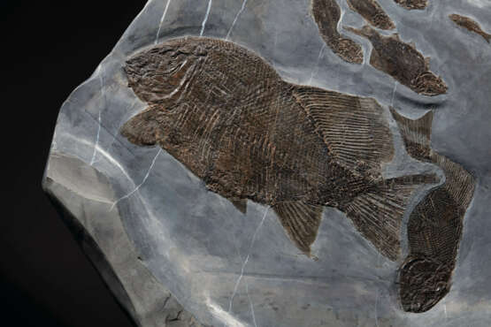 AN IMPRESSIVE PLAQUE OF MORE THAN FIFTY FOSSIL FISH SPECIMENS - фото 4