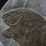 AN IMPRESSIVE PLAQUE OF MORE THAN FIFTY FOSSIL FISH SPECIMENS - фото 7