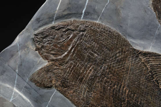 AN IMPRESSIVE PLAQUE OF MORE THAN FIFTY FOSSIL FISH SPECIMENS - фото 7