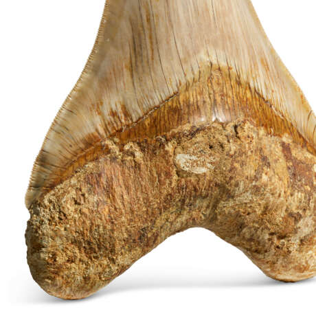 A MEGALODON TOOTH - photo 2
