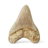 A MEGALODON TOOTH - фото 3