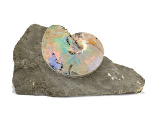 AN AMMONITE WITH SHELL