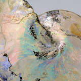 AN AMMONITE WITH SHELL - Foto 2