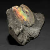 AN AMMONITE WITH SHELL - Foto 3