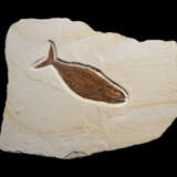 A FOSSIL FISH - photo 1