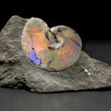 AN AMMONITE WITH SHELL - photo 6