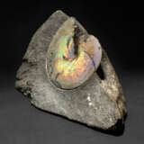AN AMMONITE WITH SHELL - Foto 9