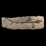A LARGE FOSSIL SHARK - photo 1