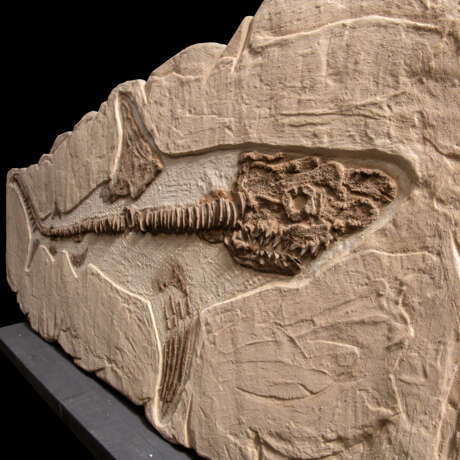A LARGE FOSSIL SHARK - photo 2