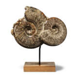 TWO AMMONITES - photo 1