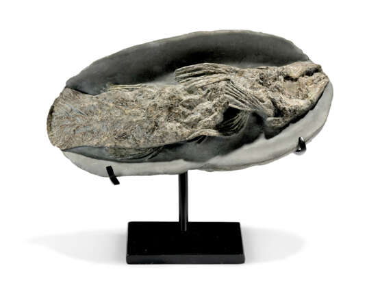 A FOSSIL COELACANTH - фото 1