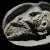 A FOSSIL COELACANTH - Foto 3