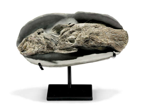A FOSSIL COELACANTH - photo 7