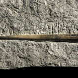 FOSSIL BELEMNITES - фото 2