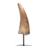 A TYRANNOSAURID TOOTH - Foto 1