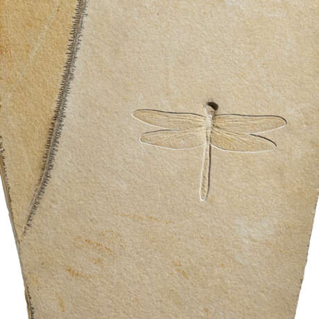 A LARGE FOSSIL DRAGONFLY PLAQUE - photo 3