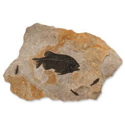 A LARGE FOSSIL FISH