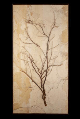 A LARGE FOSSIL BRANCH - Foto 1