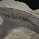 A LARGE FOSSIL MARINE HUNTING SCENE - Foto 2