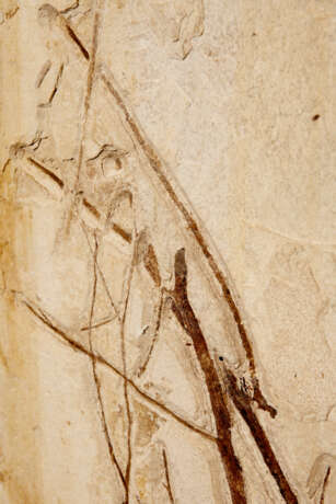 A LARGE FOSSIL BRANCH - photo 3