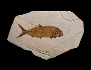 A LARGE FOSSIL FISH