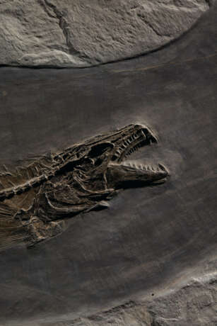 A LARGE FOSSIL MARINE HUNTING SCENE - Foto 3