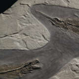 A LARGE FOSSIL MARINE HUNTING SCENE - Foto 4