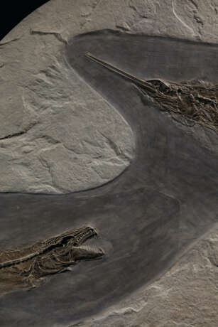 A LARGE FOSSIL MARINE HUNTING SCENE - Foto 5
