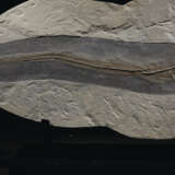 A LARGE FOSSIL MARINE HUNTING SCENE - Foto 6