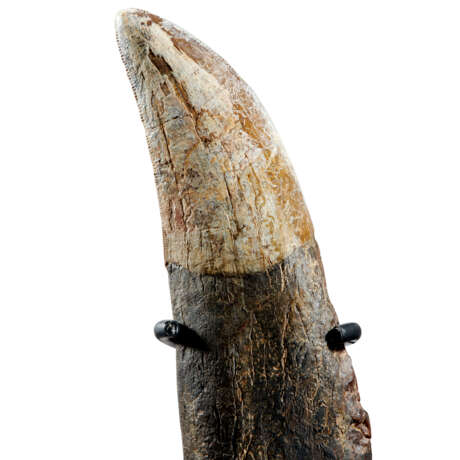 A COMPLETE TYRANNOSAURUS REX TOOTH - Foto 5