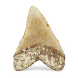 A LARGE MEGALODON TOOTH - Foto 2