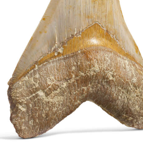 A LARGE MEGALODON TOOTH - Foto 3