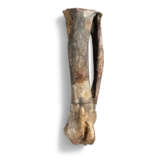THE LEG BONES OF A STEGOSAURUS - фото 1