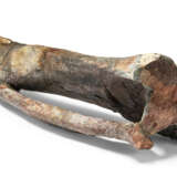 THE LEG BONES OF A STEGOSAURUS - фото 2