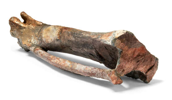 THE LEG BONES OF A STEGOSAURUS - фото 2