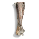 THE LEG BONES OF A STEGOSAURUS - Foto 4