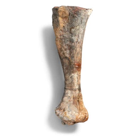 THE LEG BONES OF A STEGOSAURUS - Foto 6