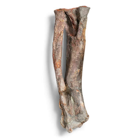 THE LEG BONES OF A STEGOSAURUS - photo 7