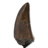 A FINELY SERRATED TOOTH OF A TYRANNOSAURUS-REX - photo 7