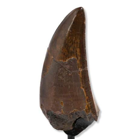 A FINELY SERRATED TOOTH OF A TYRANNOSAURUS-REX - Foto 7