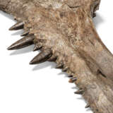 THE JAW OF A XIPHACTINUS - photo 2