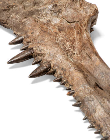 THE JAW OF A XIPHACTINUS - photo 2