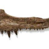 THE JAW OF A XIPHACTINUS - photo 3