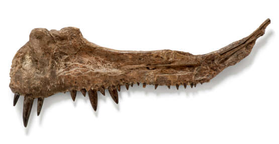 THE JAW OF A XIPHACTINUS - photo 3