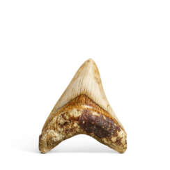 A LARGE MEGALODON TOOTH