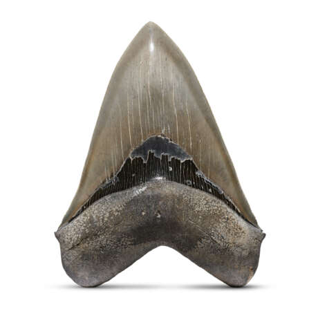 A LARGE MEGALODON TOOTH - photo 1