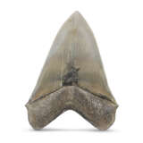 A LARGE MEGALODON TOOTH - Foto 2